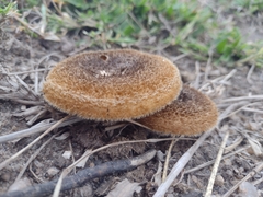 Lentinus