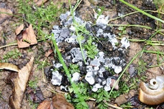 Kretzschmaria deusta