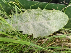 Podosphaera erigerontis-canadensis