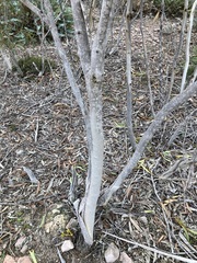 Eucalyptus pachyloma