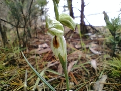 Pterostylis melagramma
