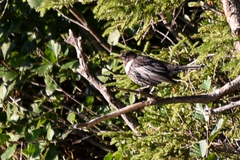 Turdus torquatus