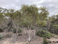 Eucalyptus pachyloma