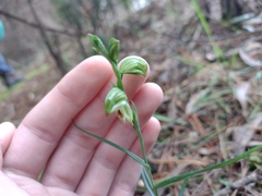 Pterostylis melagramma