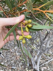Eucalyptus pachyloma
