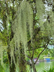 Tillandsia usneoides