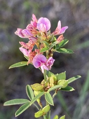 Lespedeza virginica