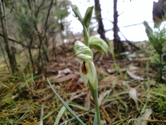 Pterostylis melagramma