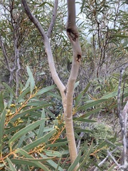 Eucalyptus pachyloma