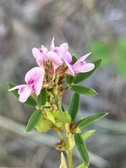 Lespedeza virginica