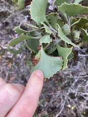 Hakea baxteri