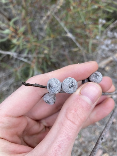 Image of Eucalyptus pachyloma by (c) Thomas Mesaglio, some rights reserved (CC BY)