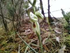 Pterostylis melagramma