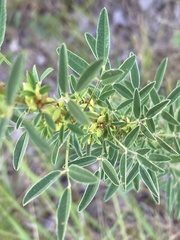 Lespedeza virginica