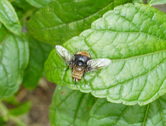 Tachininae
