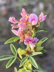 Lespedeza virginica