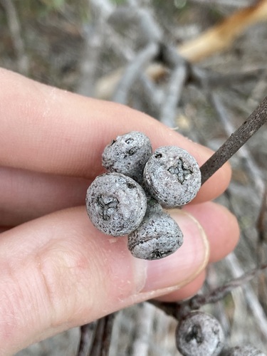 Image of Eucalyptus pachyloma by (c) Thomas Mesaglio, some rights reserved (CC BY)