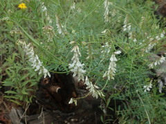 Vicia pulchella