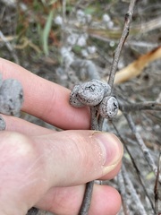 Eucalyptus pachyloma