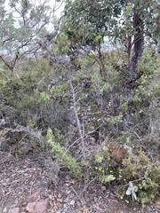 Hakea baxteri