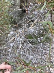 Eucalyptus pachyloma