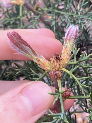 Image of Petrophile divaricata by (c) Thomas Mesaglio, some rights reserved (CC BY)
