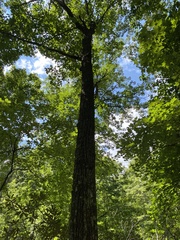 Quercus montana