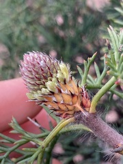 Petrophile divaricata