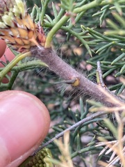 Petrophile divaricata