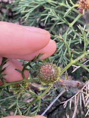 Petrophile divaricata