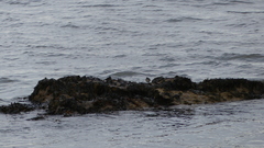 Calidris maritima