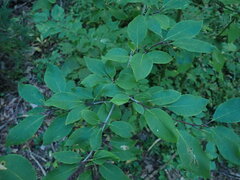 Ilex mucronata image