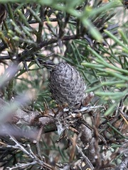 Petrophile divaricata