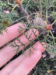 Petrophile divaricata