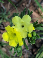 Lithospermum cobrense