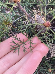 Petrophile divaricata