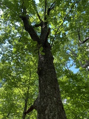 Quercus montana