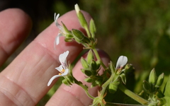 Pelargonium odoratissimum