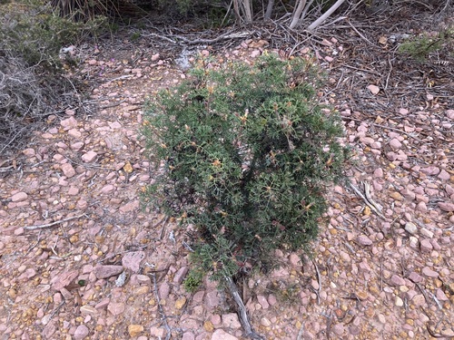 Image of Petrophile divaricata by (c) Thomas Mesaglio, some rights reserved (CC BY)