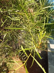Acacia salicina