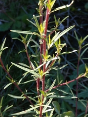 Chamaenerion dodonaei