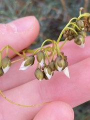 Drosera pallida