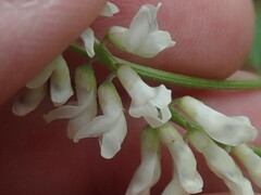 Vicia pulchella