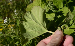 Pelargonium odoratissimum
