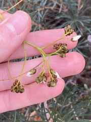 Drosera pallida
