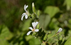 Pelargonium odoratissimum