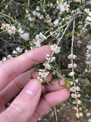 Hypocalymma angustifolium