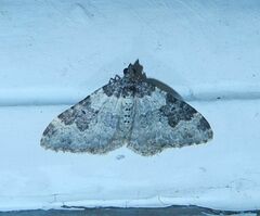 Xanthorhoe fluctuata