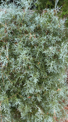 Cupressus arizonica