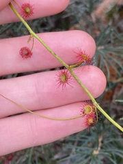 Drosera pallida